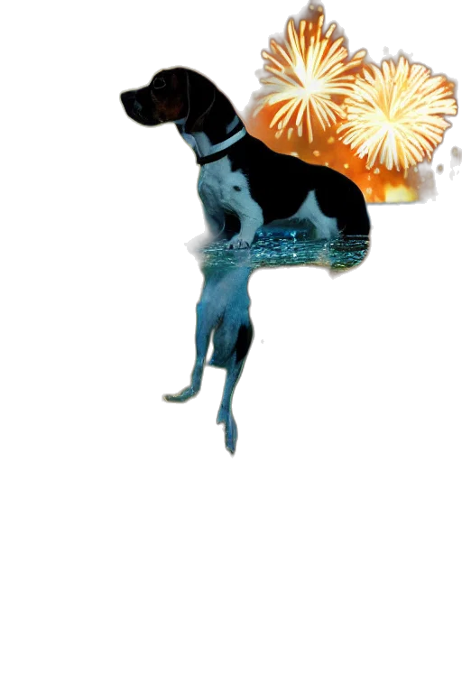 animal, staff, umbrella, flower transparent PNG cut-out