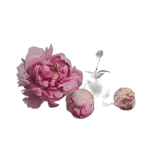 flower, jewelry, crown, photorealistic transparent PNG cut-out