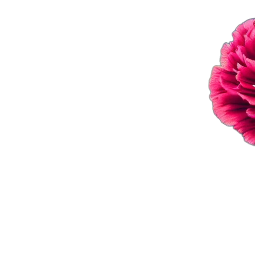 flower, crown, umbrella, jewelry transparent PNG cut-out
