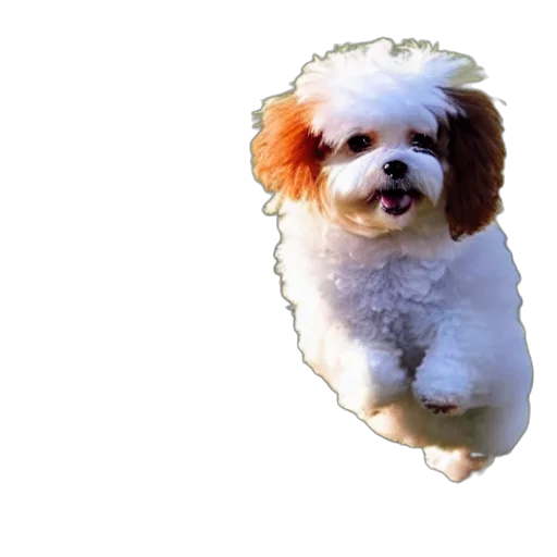 animal, creature, face, staff transparent PNG cut-out