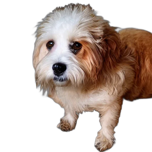 animal, creature, hair, face transparent PNG cut-out