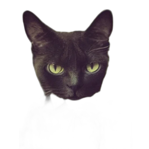 animal, face, staff, creature transparent PNG cut-out