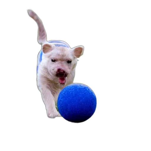 animal, staff, creature, hat transparent PNG cut-out