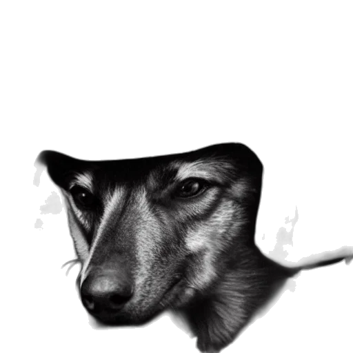hat, face, animal, mask transparent PNG cut-out