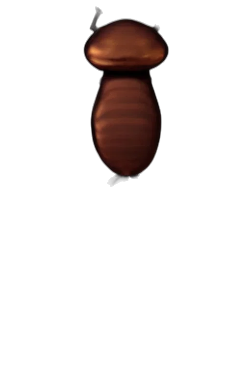 animal, hair, creature, staff transparent PNG cut-out