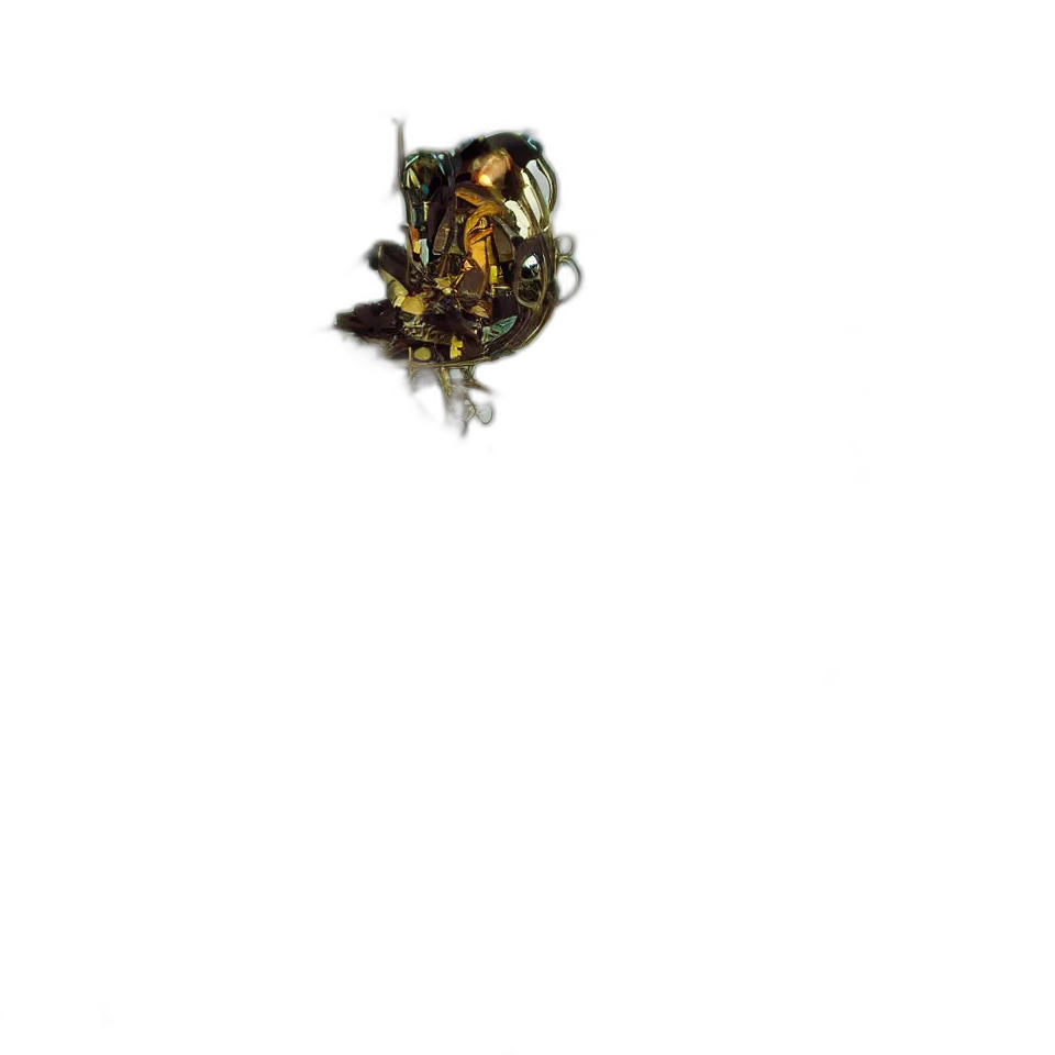 jewelry, animal, crown, creature transparent PNG cut-out