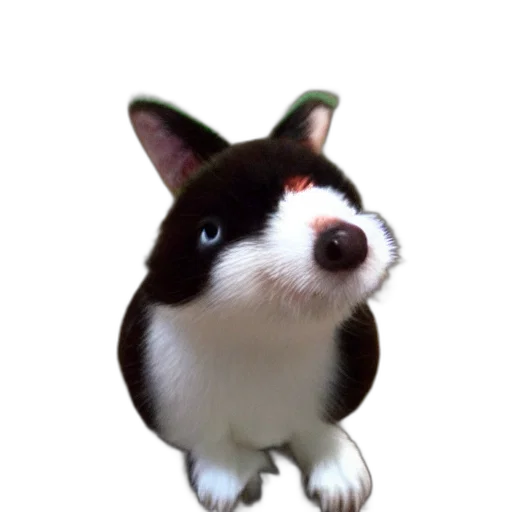 staff, animal, hat, creature transparent PNG cut-out