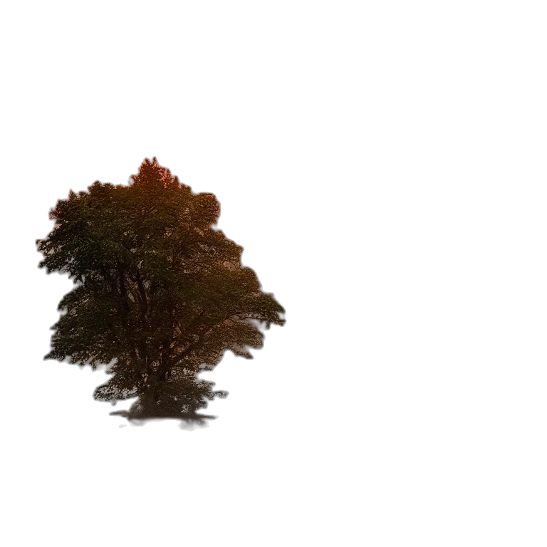 tree, crown, hair, hat transparent PNG cut-out