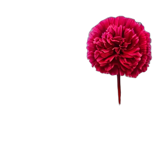 flower, crown, umbrella, staff transparent PNG cut-out
