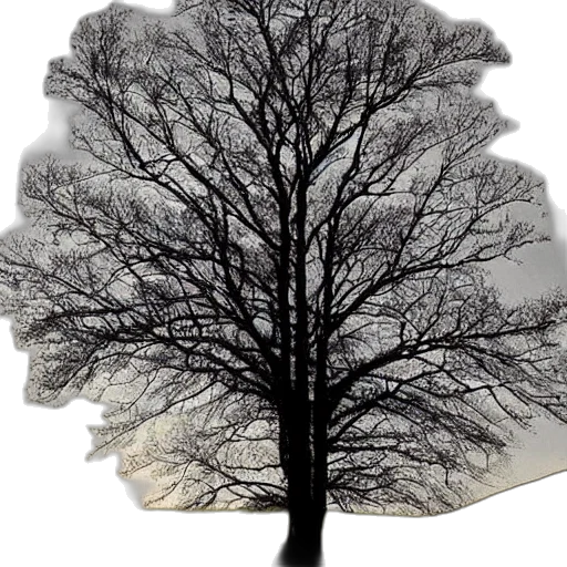 tree, crown, hair, hat transparent PNG cut-out