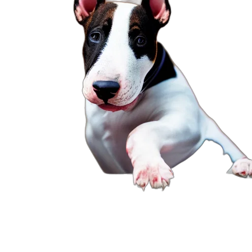 animal, staff, creature, face transparent PNG cut-out