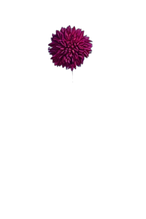 flower, umbrella, hair, jewelry transparent PNG cut-out