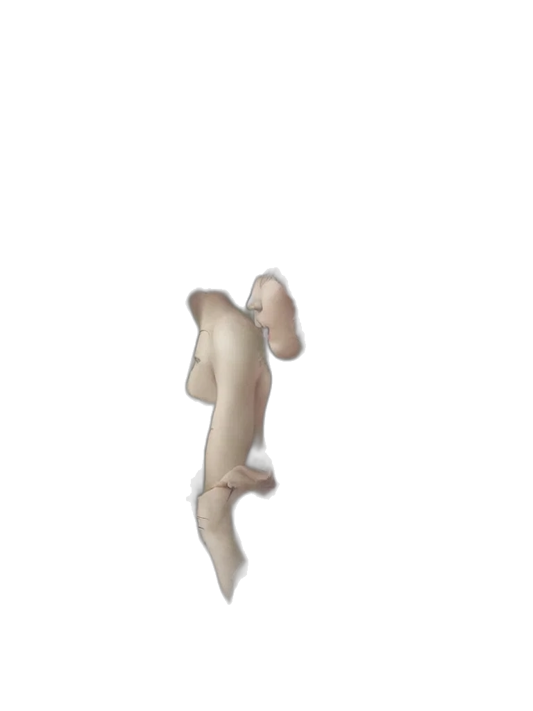 shoes, hair, creature, animal transparent PNG cut-out