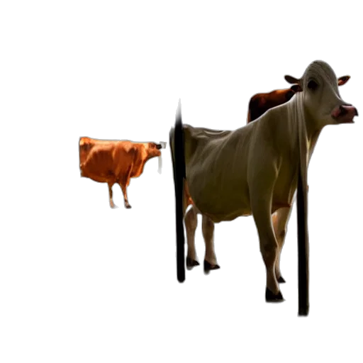 animal, weapon, food, jewelry transparent PNG cut-out