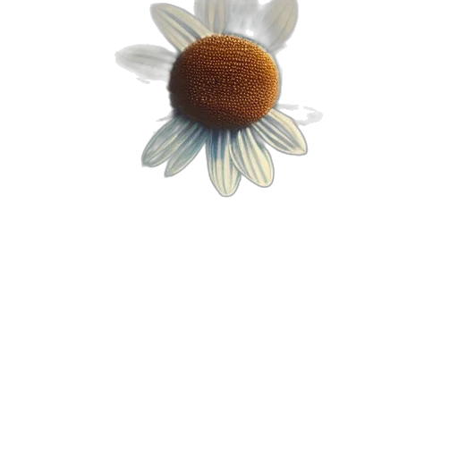 flower, crown, hat, jewelry transparent PNG cut-out