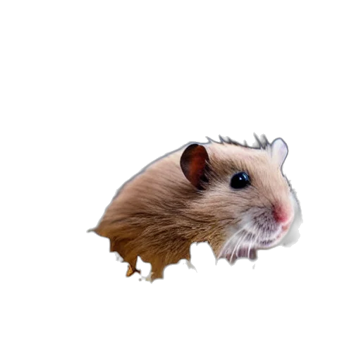 animal, creature, food, hair transparent PNG cut-out