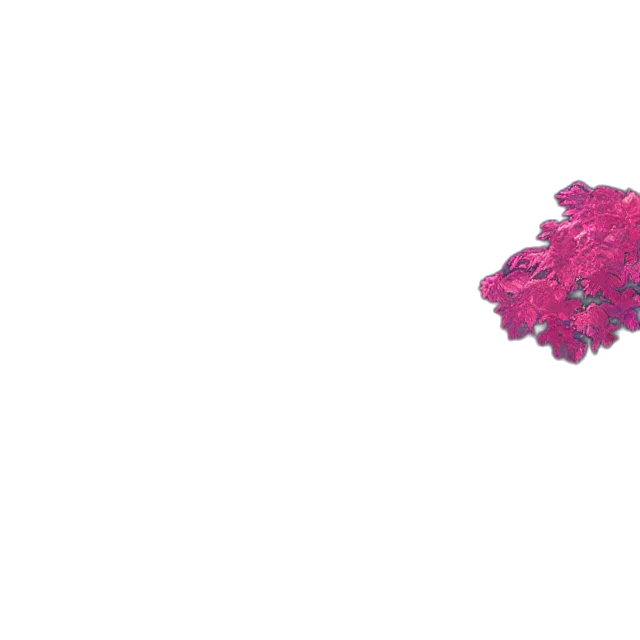 flower, crown, umbrella, jewelry transparent PNG cut-out