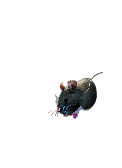 animal, creature, staff, hat transparent PNG cut-out