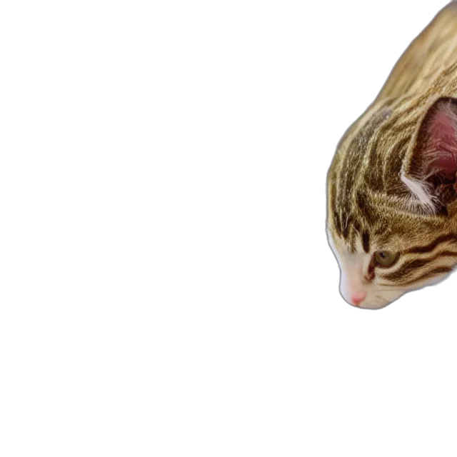 animal, creature, face, staff transparent PNG cut-out