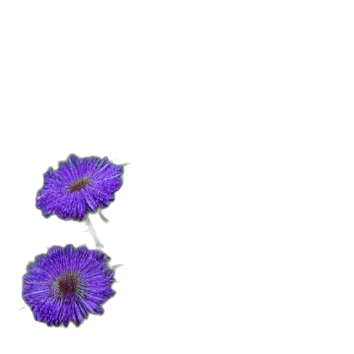 flower, crown, jewelry, weapon transparent PNG cut-out
