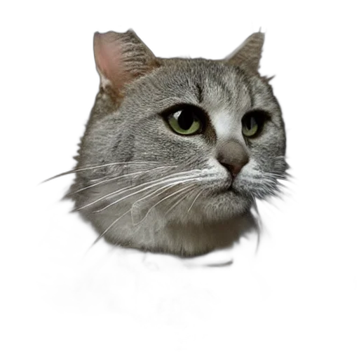 animal, face, staff, creature transparent PNG cut-out