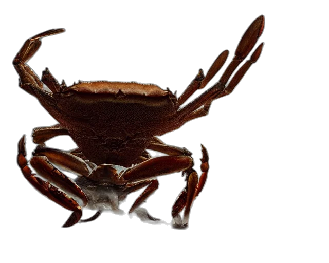 animal, creature, crown, food transparent PNG cut-out