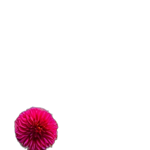 flower, umbrella, hair, staff transparent PNG cut-out