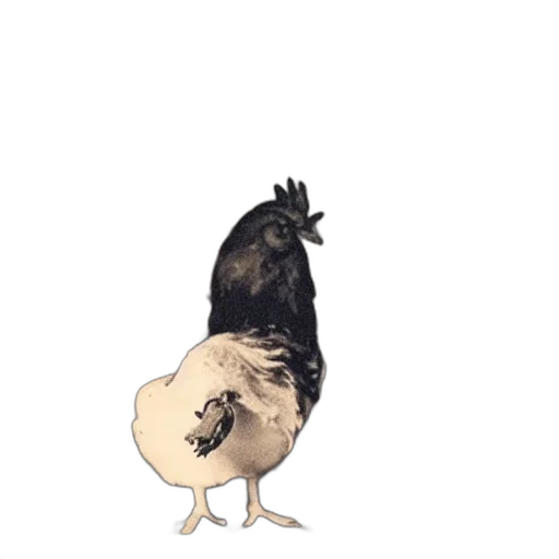 animal, creature, dress, food transparent PNG cut-out