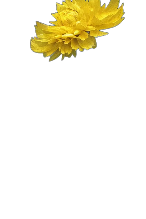 flower, crown, jewelry, staff transparent PNG cut-out