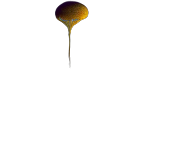 umbrella, hair, bottle, food transparent PNG cut-out