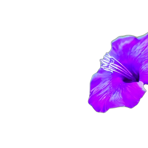 flower, crown, hair, umbrella transparent PNG cut-out