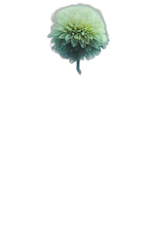 flower, tree, crown, staff transparent PNG cut-out