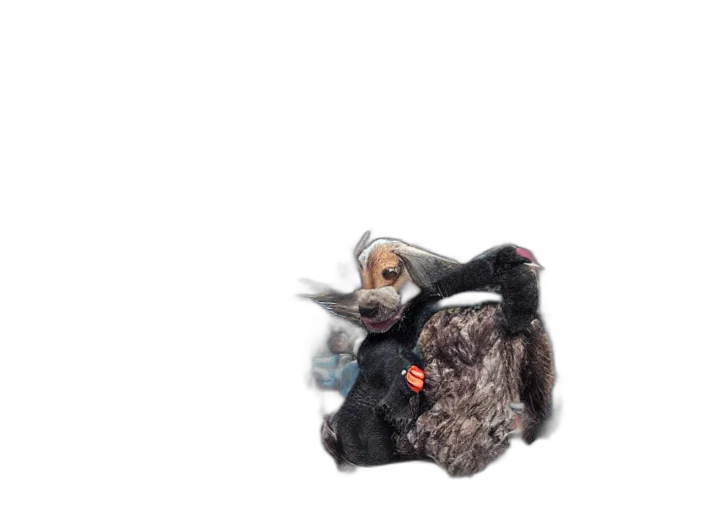 animal, creature, jacket, hair transparent PNG cut-out