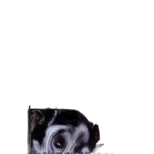 animal, face, creature, staff transparent PNG cut-out