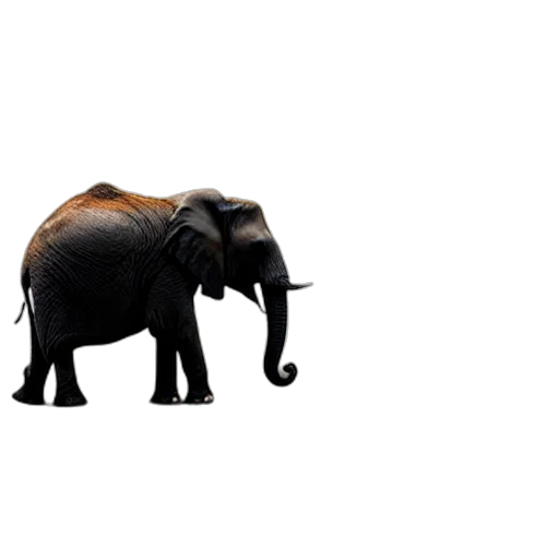 animal, creature, hat, umbrella transparent PNG cut-out