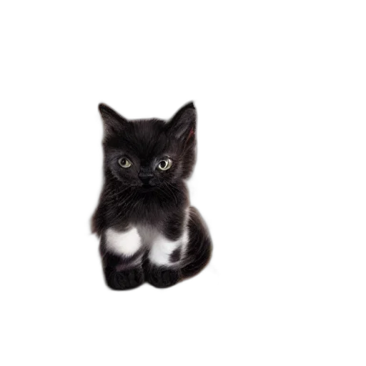 animal, staff, creature, weapon transparent PNG cut-out