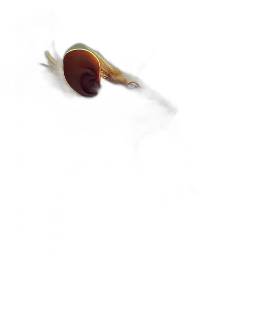 animal, hair, creature, food transparent PNG cut-out