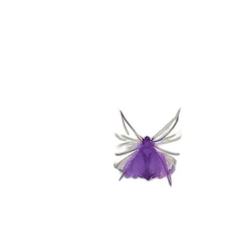 flower, crown, hair, umbrella transparent PNG cut-out