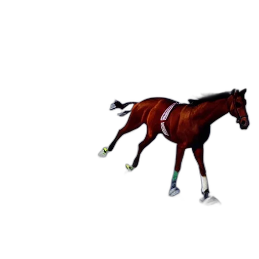 animal, creature, staff, shoes transparent PNG cut-out