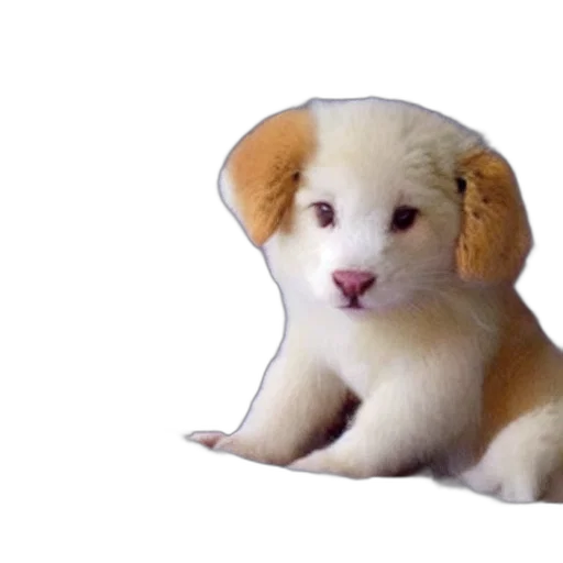 animal, creature, hat, staff transparent PNG cut-out