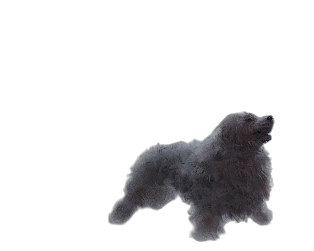 hair, creature, animal, dragon transparent PNG cut-out