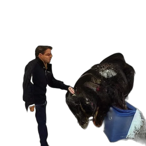 animal, jacket, creature, weapon transparent PNG cut-out