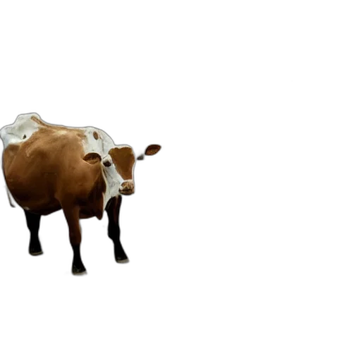 animal, food, hat, creature transparent PNG cut-out