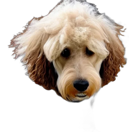 animal, staff, face, hat transparent PNG cut-out