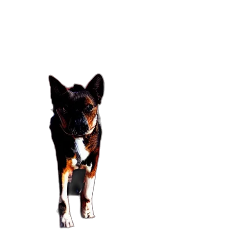 animal, creature, staff, dragon transparent PNG cut-out