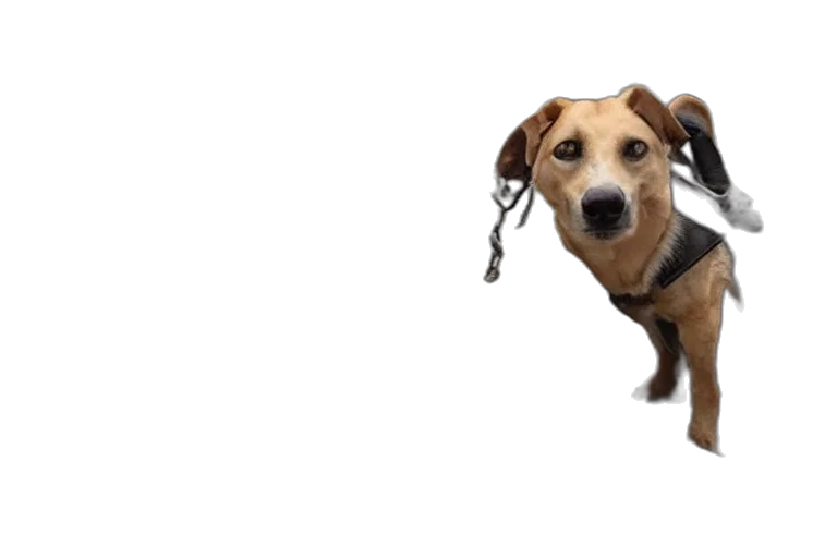 staff, animal, creature, jewelry transparent PNG cut-out