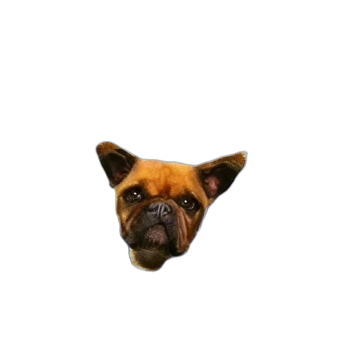 animal, face, creature, mask transparent PNG cut-out