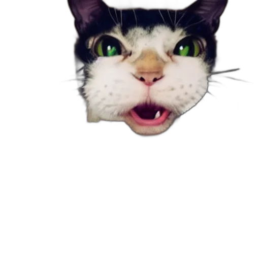 animal, face, creature, mask transparent PNG cut-out