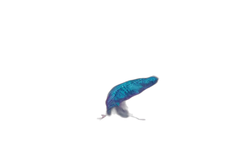 dragon, creature, animal, hat transparent PNG cut-out