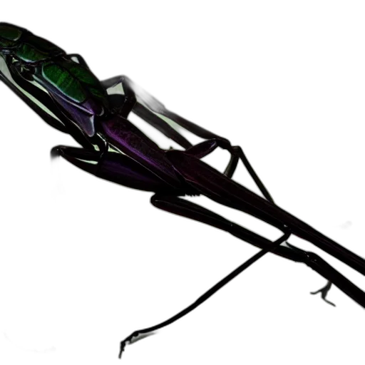 weapon, staff, umbrella, animal transparent PNG cut-out